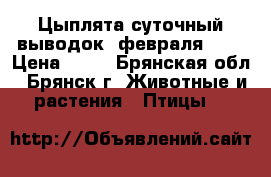 Цыплята суточный,выводок 6февраля!!!! › Цена ­ 50 - Брянская обл., Брянск г. Животные и растения » Птицы   